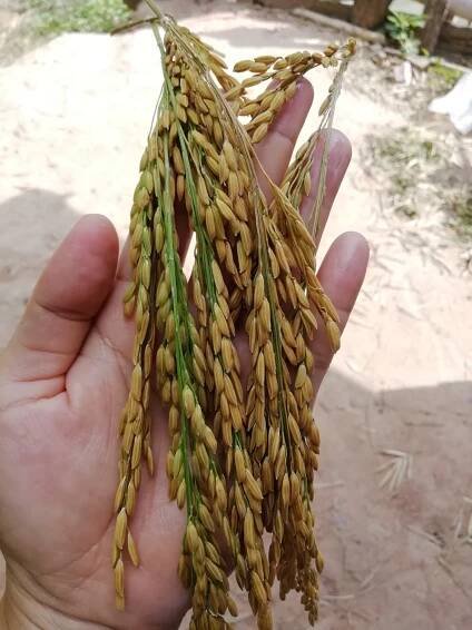 Rice | thaiseeds.com