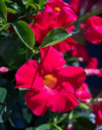 Sundaville® Early Scarlet