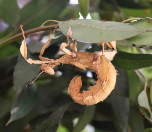 female_curled_abdomen_3.jpg