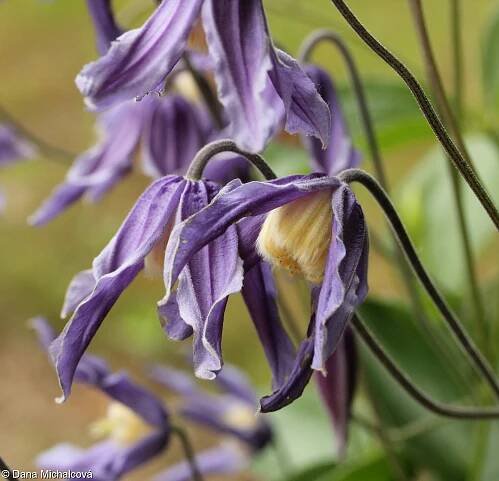 fotografie Clematis integrifolia (plamének celolistý (plaménka celolistá))