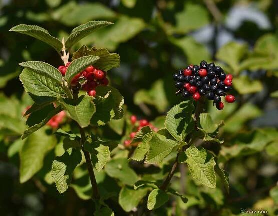 Kalina tušalaj - Viburnum lantana