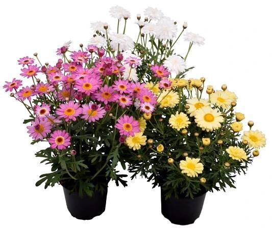 Kopretina kapská Osteospermum, různé druhy, 1 ks, pr. kv. 11 cm