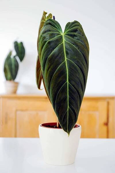 A young Philodendron melanochrysum in a white ceramic pot on a white table, sporting dark green leaves