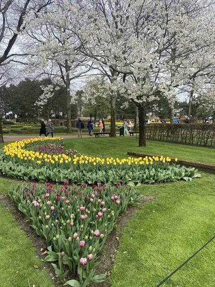 Keukenhof tulip gardens Holland