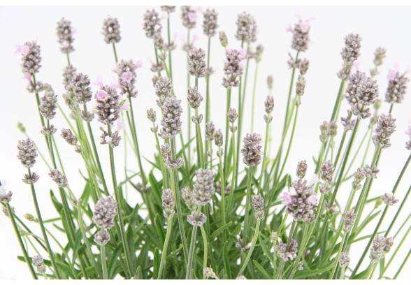 OBI Levandule "Felice Light Pink" průměr květináče cca 17 cm Lavandula