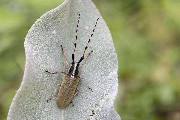 Agapanthia kirbyi kirbyi
