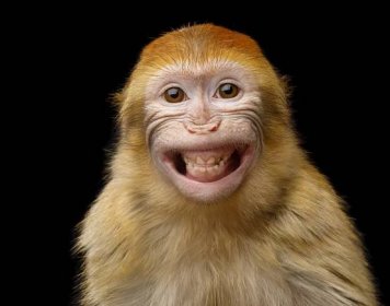 magot bezocasý - opice primáti - stock snímky, obrázky a fotky