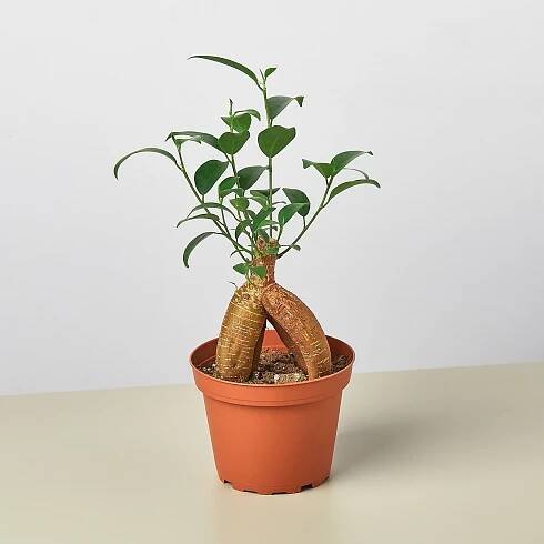 House Plant Pals