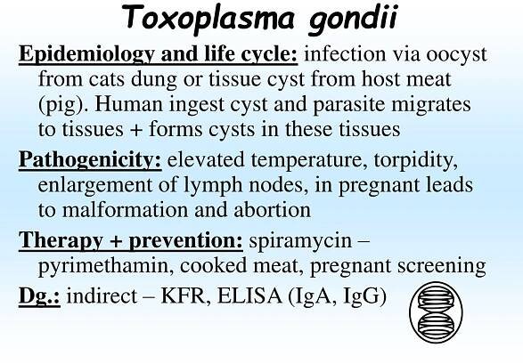 PPT - Parasites (protozoa, helmintes , arthropoda) PowerPoint Presentation - ID:458380