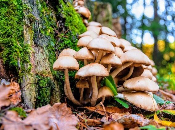Increased use of psilocybin in U.S. raises health concerns