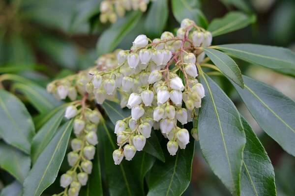 květiny japonského pieris kvetoucího brzy na jaře - japanese andromeda - stock snímky, obrázky a fotky