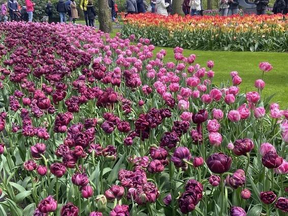 Keukenhof photos