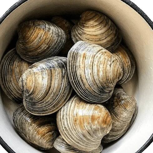 Hard Clams