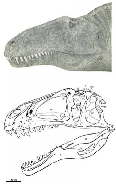 Flesh reconstruction and line drawing of the skull of Acrocanthosaurus atokensis
