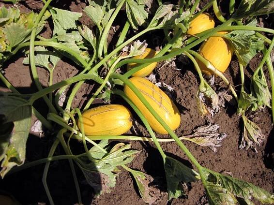 squash