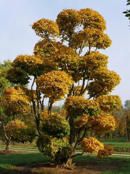 Parrotia persica | parocie perská - Van den Berk školky