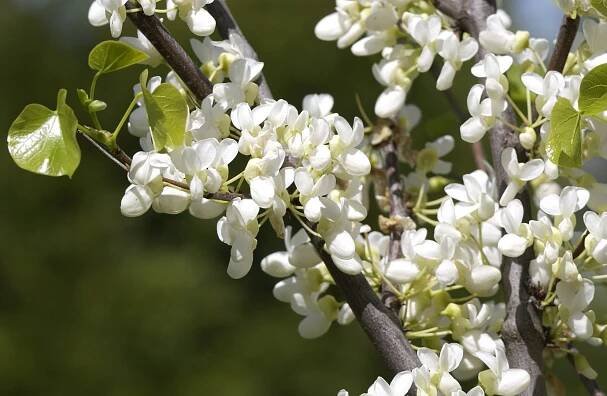 Cercis siliquastrum 'Alba'