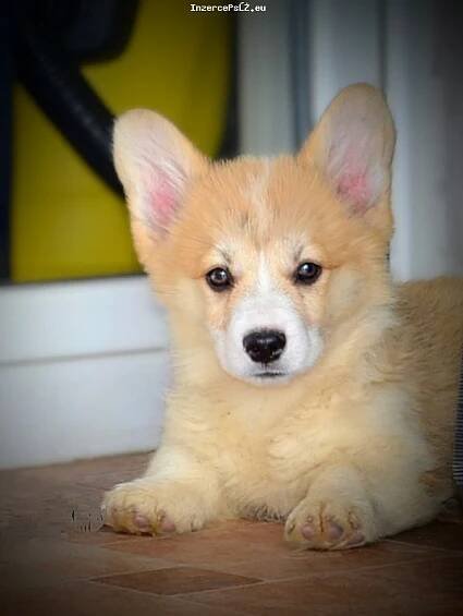 Welsh corgi pembroke štěňata na prodej