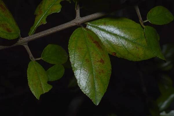 Sageretia thea – eFlora of India