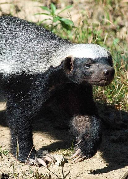 Honey badger