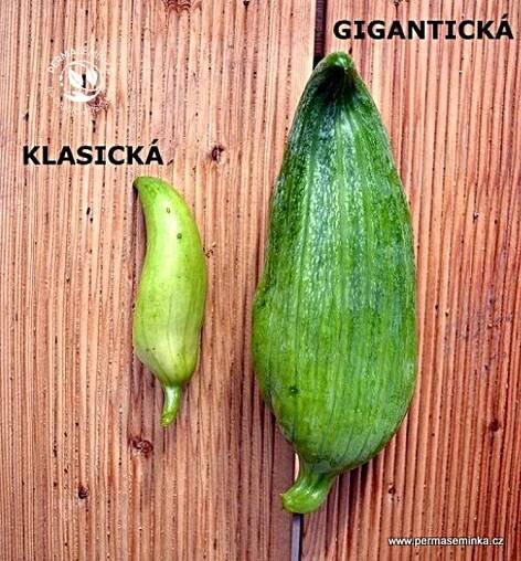 Gigantická ačokča