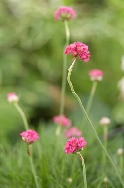 armeria maritima flowers