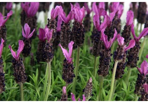 OBI Levandule "Anouk" růžová průměr květináče cca 17 cm Lavandula stoechas nakoupit u OBI