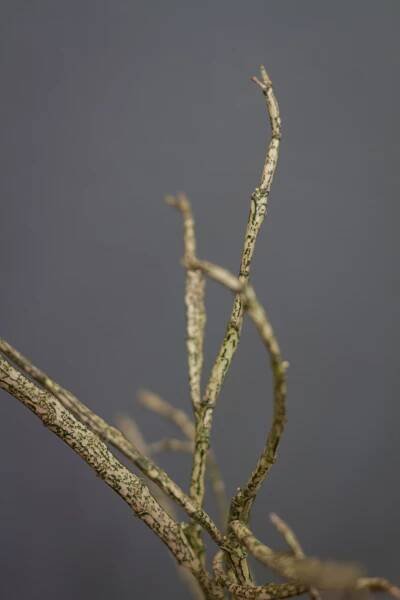 Euphorbia platyclada – Obrázok 3