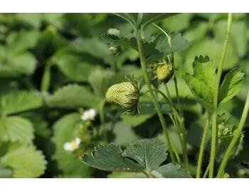 Jahodník jednouplodící 'Twist' - Fragaria ananassa 'Twist', Květník o průměru 9 cm