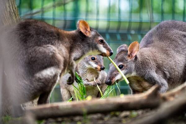 Mládě u klokanů uru | Zoo Plzeň