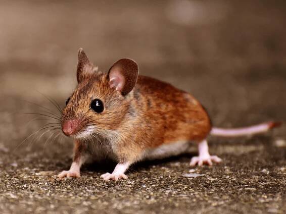 A cute mouse