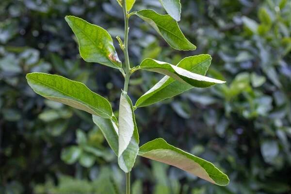 Fresh Citrus All Year Round: Growing an Indoor Lemon Tree 8