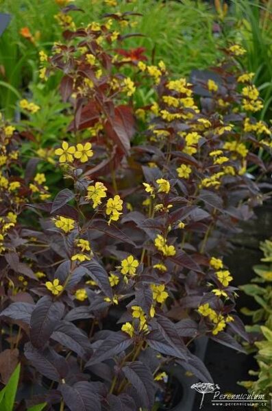Lysimachia ciliata 'Firecracker' | Perenniculum