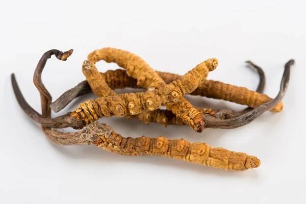 Cordyceps
