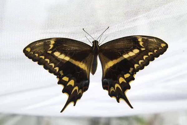 Papilio aristodemus
