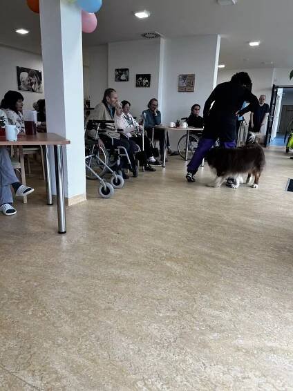 DOG DANCING v Boskovicích | Alzheimer Home