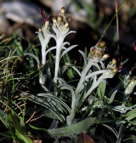 Flora e Fauna dei Monti Sibillini – 1000 giorni sui monti sibillini
