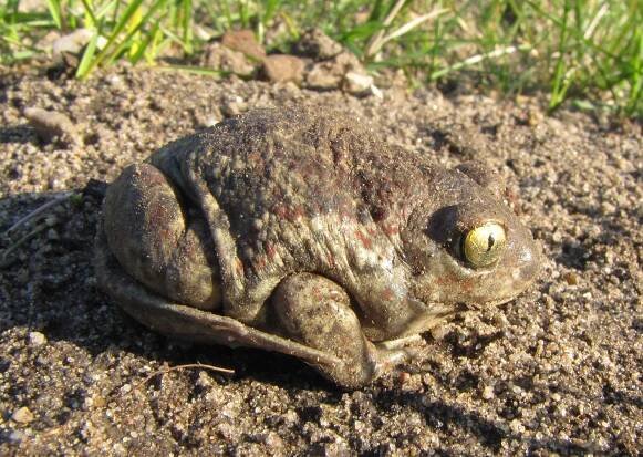 Obrázek - Pelobates fuscus (blatnice skvrnitá) | BioLib.cz
