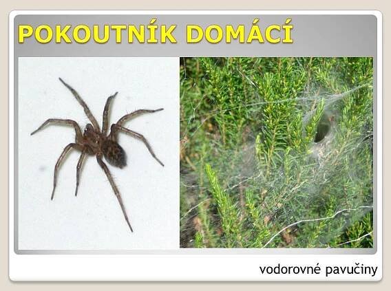pavoukovci-09
