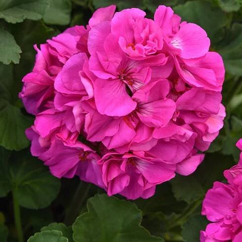 SoleraTM Lavender Geranium
