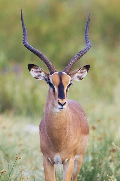 File:Black-faced impala from Etosha National Park, Namibia, 2014.jpg - Wikimedia Commons