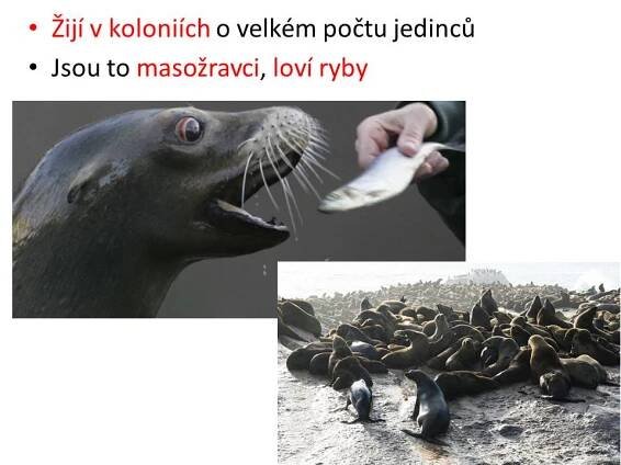 Ploutvonožci, kytovci … – Materiály pro žáky ZŠ
