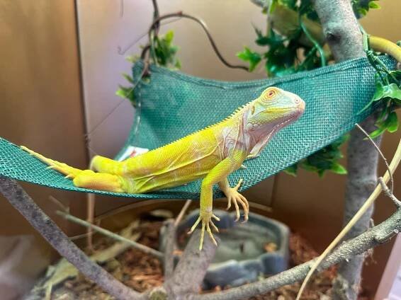 鬣蜥 (Iguana iguana)