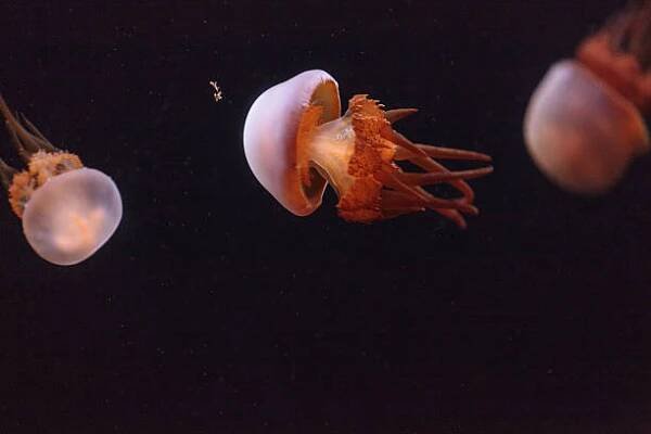flame jelly, rhopilema esculentum - medúzovci - stock snímky, obrázky a fotky