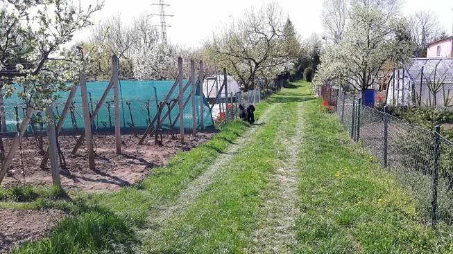 Prodej zahrádky, 353 m2 v Hrušovanech u Brna - Reality Rajhrad