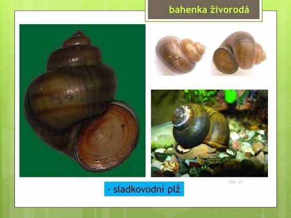 Měkkýši – Plži – Materiály pro žáky ZŠ
