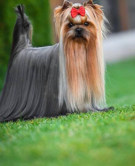 Great Galaxy Sharbest :: Yorkshire Terrier - Sharbest | Chovatelská stanice jorkšírských teriérů
