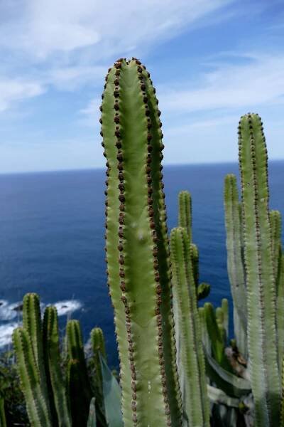 Tenerife - Anaga: z Taganana... - Cestopisy