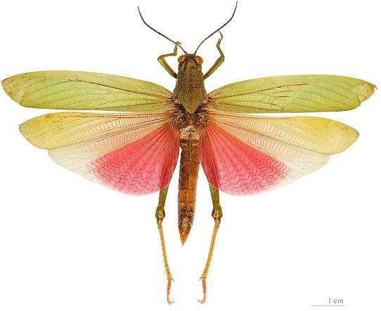 Titanacris picticrus