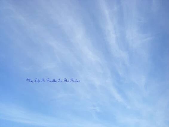 January | 2014 | My Garden – Mon Jardin – Mi Jardin – Mein Garten - Daily Adventures & Thoughts